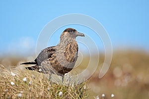 Great skua