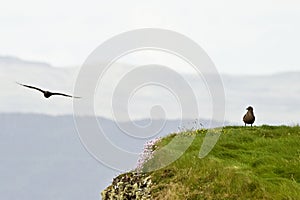 Great skua