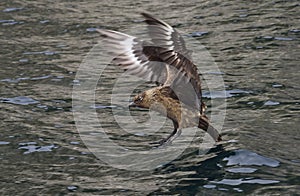 Great Skua