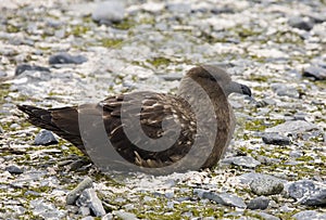 Great Skua - Antarctica