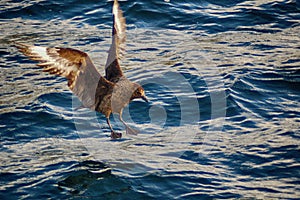 Great Skua Bonxie over the sea