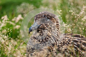 Great Skua - Catharacta skua