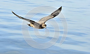 Great Skua Catharacta skua in flight photo