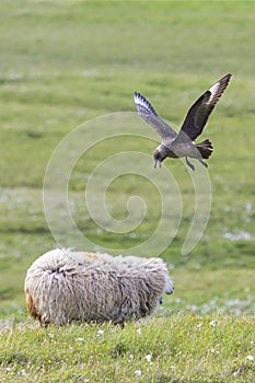 Great skua chasing a sheep near its nest on green gras of Shetland Islands