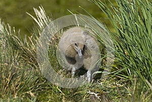 Great Skua chick