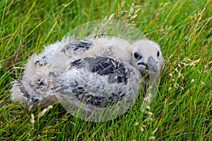 Great Skua Chick in Iceland