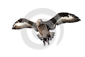 Great Skua in flight.