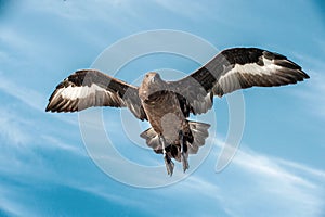 Great Skua in flight on blue sky background.