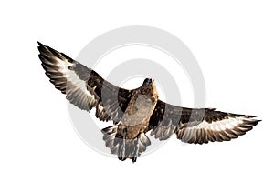 Great Skua in flight. Bottom view on white background.