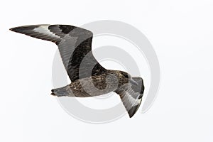 A great skua in flight over the sea in the Shetlands photo