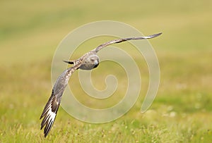 Great skua in flight, Shetland islands.