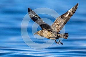 Great Skua flying above ocean