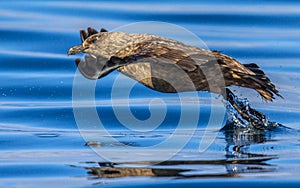 Great Skua flying up from water