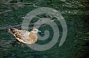 Great skua, Shetland