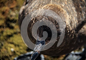 Great Skua, Shetland Islands, Antarctica