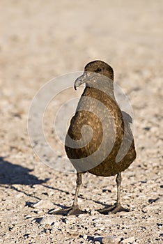 Great Skua (Stercorarius skua)