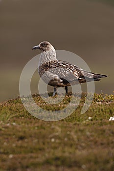 Great skua, Stercorarius skua,