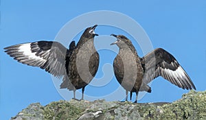 Great skua, Stercorarius skua