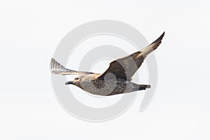 great skua (stercorarius skua) in flight