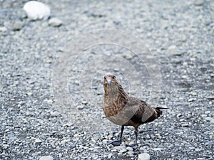 Great Skua Stercorarius skua ,iceland