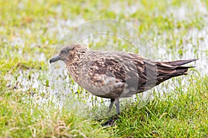 great skua (stercorarius skua) standing in grassland