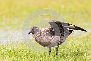 great skua (stercorarius skua) standing in green grassland