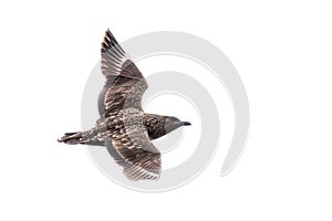 Great Skua on white background