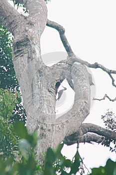 Great Slaty Woodpecker uses old tree hollows to nest