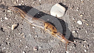 A great slug (lat. Limax maximus) crawls along the paths in the garden.