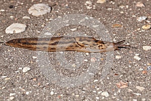 A great slug (lat. Limax maximus) crawls along the paths in the garden.