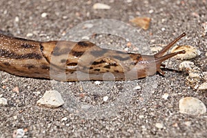 A great slug (lat. Limax maximus) crawls along the paths in the garden.