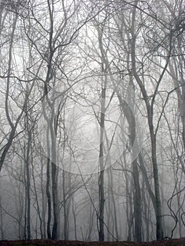 Great Smoky Mountains Forest Wintry Scene.