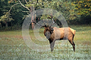 Great Smoky Mountains National Park Bull Elk