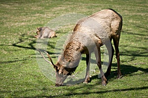 Great Smoky Mountains National Park Elk Wildlife photo