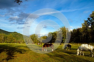 Great Smoky Mountains National Park