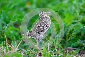 Great snipe. Displaying bird in spring. Gallinago media photo