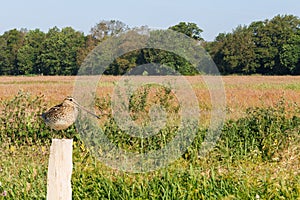 Great Snipe, Gallinago media, on new Chestnut wood post photo