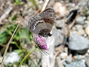 Great sooty satyr butterfly.