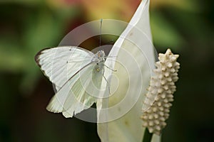 Great Southern White