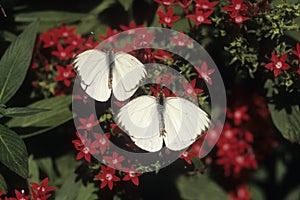 Great southern white butterflies