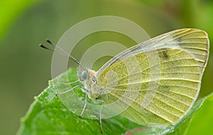 Great Southern White butterfly