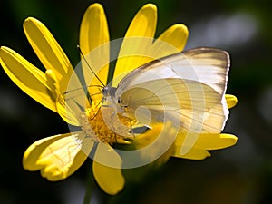 Great Southern White Butterfly of Arizona