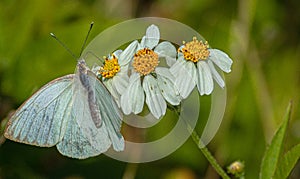 Great Southern White Butterfly on Spanish Needles Flower, Merritt Island .National Wildlife Refuge, Florida #3