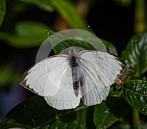Great Southern White butterfly with turquoise balls on tips of antenna