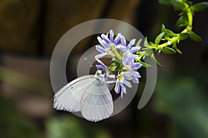 Great Southern White Male Butterfly