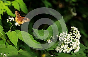 Great Spangled Fritilary Butterfly