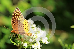 Great Spangled Fritilary Butterfly