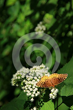 Great Spangled Fritilary Butterly