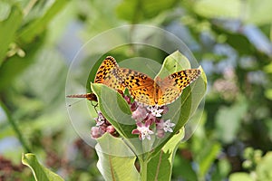 Great Spangled Fritillaries Butterflies