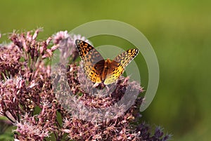 Great Spangled Fritillary